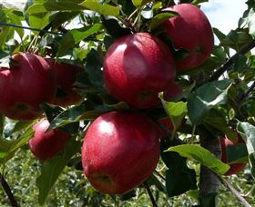 Wilgro Orchards - E Caravan Parks 3