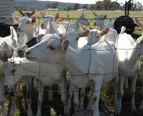 Jannei Artisan Cheese Makers - E Caravan Parks 5