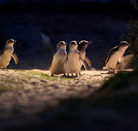 Phillip Island Nature Parks - E Caravan Parks