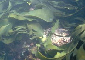 Churchill Island Marine National Park - E Caravan Parks 0