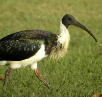 Toowoomba Water Bird Habitat - E Caravan Parks