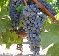 Joshuas Fault Wine - E Caravan Parks