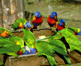 Canberra Walk In Aviary - E Caravan Parks 1