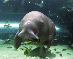 SEA LIFE Sydney Aquarium - E Caravan Parks 1