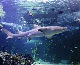 SEA LIFE Sydney Aquarium - E Caravan Parks 0