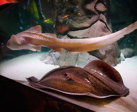 SEA LIFE Sydney Aquarium - E Caravan Parks 4