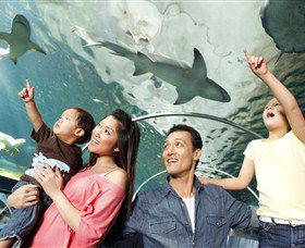 SEA LIFE Sydney Aquarium - E Caravan Parks 7