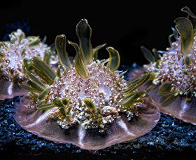 SEA LIFE Sydney Aquarium - E Caravan Parks 8