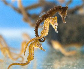 SEA LIFE Sydney Aquarium - E Caravan Parks 6