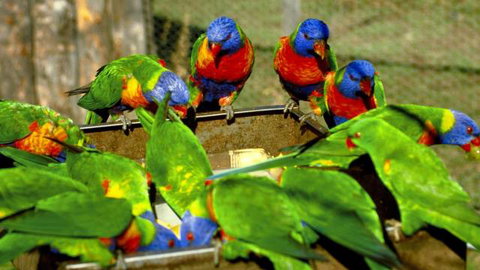 Canberra Walk In Aviary - E Caravan Parks 4