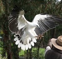 Raptor Domain