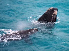 Tourist Drive Route 50 - E Caravan Parks 1