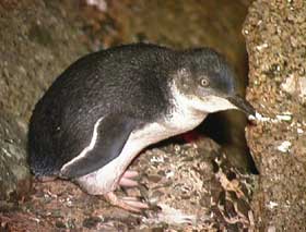 Granite Island Recreation Park - E Caravan Parks 1