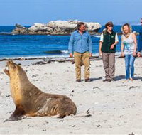 Seal Bay Conservation Park