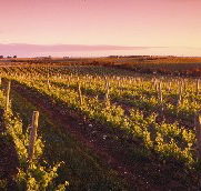 Ralph Fowler Wines - E Caravan Parks