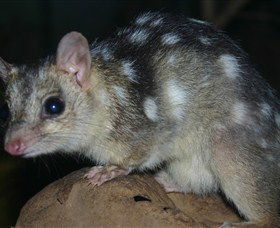 Territory Wildlife Park - E Caravan Parks 6