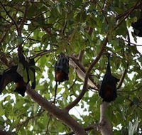 Manngarre Rainforest Walk - E Caravan Parks