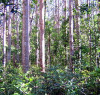 Cathu State Forest - E Caravan Parks