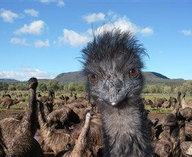 Emu Logic - E Caravan Parks 1