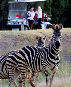Taronga Western Plains Zoo, Dubbo - E Caravan Parks 1