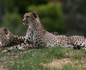 Taronga Western Plains Zoo, Dubbo - E Caravan Parks 6
