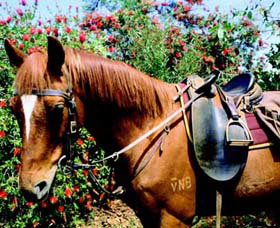 Western Plains Riding Centre - E Caravan Parks 0