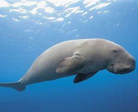 Dugong Sanctuary - Clairview - E Caravan Parks 1