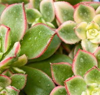 Billabong Garden Complex  Cafe - E Caravan Parks