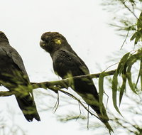 Conimbla National Park - E Caravan Parks