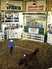 Gracemere Exhibition Complex - E Caravan Parks 0