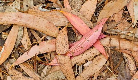 Green Camp - E Caravan Parks 2