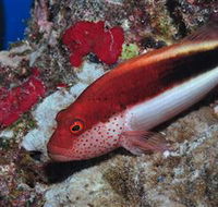 Snake Pit Dive Site - E Caravan Parks