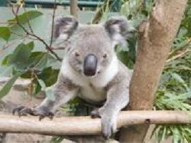 The Rockhampton Zoo - E Caravan Parks 1