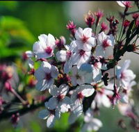 Sakura Avenue - E Caravan Parks