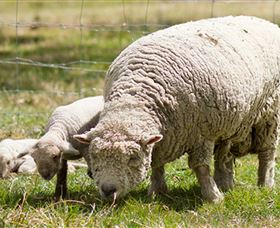 Short Sheep Micro-Winery - E Caravan Parks 6