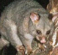 Moondarra State Park - E Caravan Parks