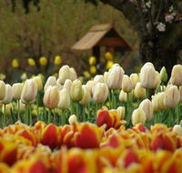 Tulip Top Gardens - E Caravan Parks