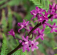 Cassinia walking track - E Caravan Parks