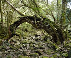 Mitchell River Walking Track - E Caravan Parks 0