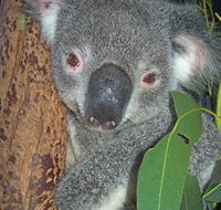 Hunter Valley Zoo - E Caravan Parks