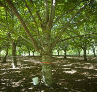 Sassafras Nuts - E Caravan Parks