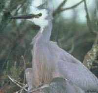 Jack Smith Lake State Game Reserve - E Caravan Parks