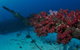 Severance Shipwreck Dive Site - thumb 2