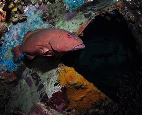Severance Shipwreck Dive Site - E Caravan Parks 1