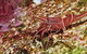 Severance Shipwreck Dive Site - thumb 3