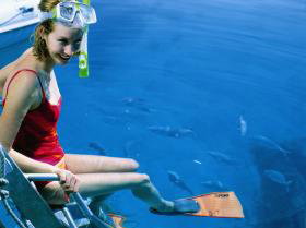 Roy Rufus Artificial Reef Dive Site - E Caravan Parks 0