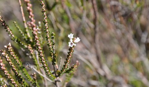 Cambewarra Range Nature Reserve - E Caravan Parks 2
