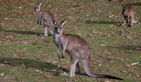 Lake Macquarie State Conservation Area - E Caravan Parks 1