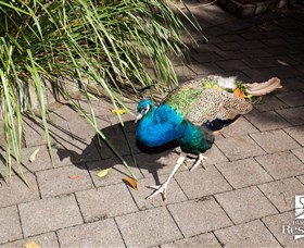 Blackbutt Reserve - E Caravan Parks 6