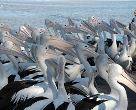 Pelican Feeding - E Caravan Parks 2